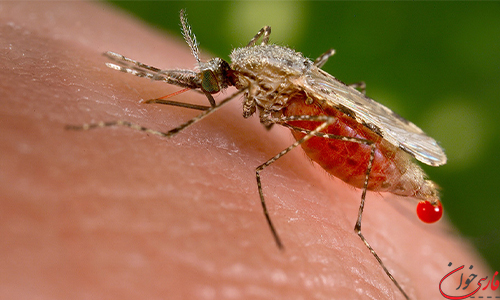تاریخچه تب مالاریا در ایران سابقه